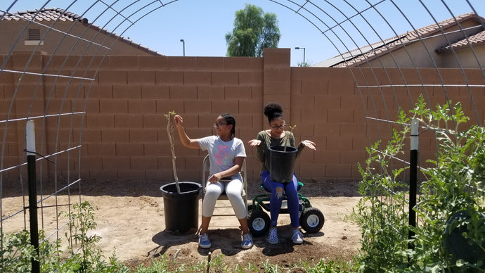 Planting a Desert Food Forest