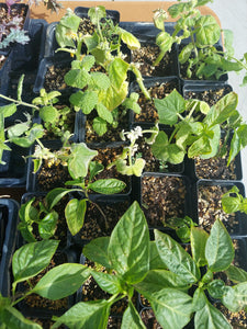 Seed Starts