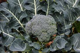 Broccoli Seeds | Waltham 29 (Organic)