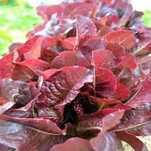 Romaine Lettuce Seeds | Cimmaron (Red)