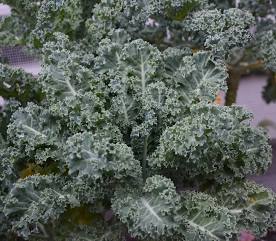 Kale Seeds | Vates Blue Scotch Curled (Organic)