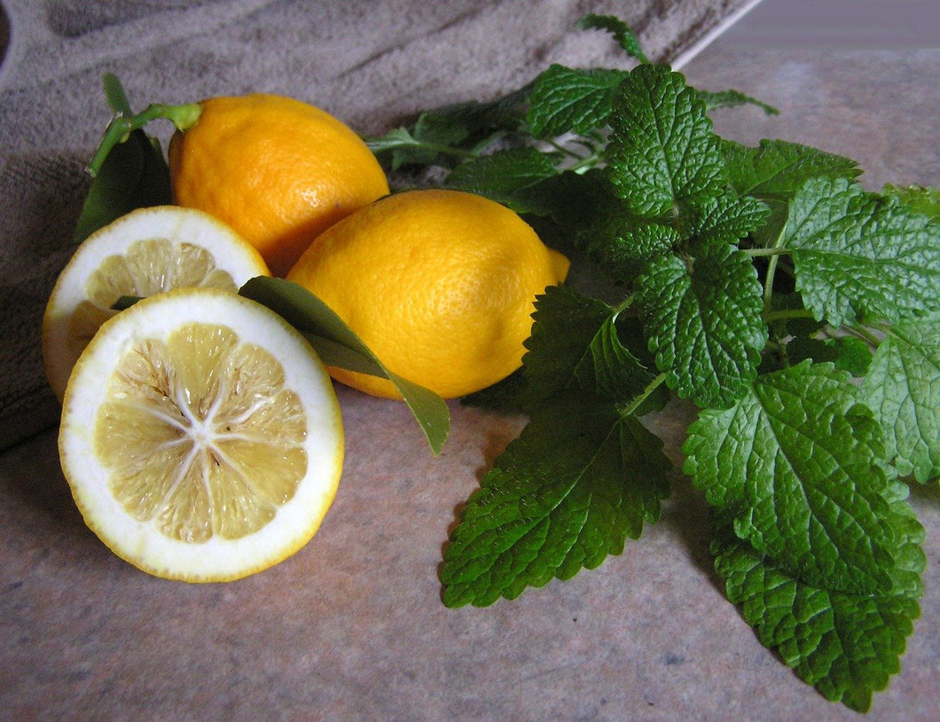 Happy Holidays/Citrus & Spice | All Natural Body Butter