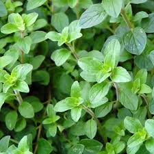 Oregano Seeds | Common Italian