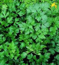 Parsley Seeds | Dark Green Italian Flat Leaf